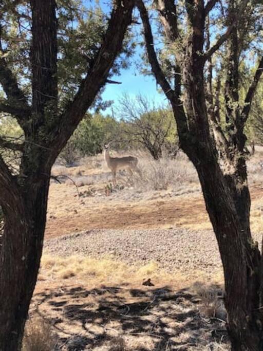 Cottonwood Creek Cabins - Alpine, Tx ภายนอก รูปภาพ
